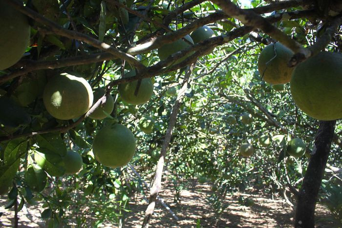 Cac nha vuon Quang Ngai thi nhau mac ao chong nang cho buoi da xanh