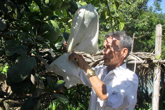 Cac nha vuon Quang Ngai thi nhau mac ao chong nang cho buoi da xanh-Hinh-2