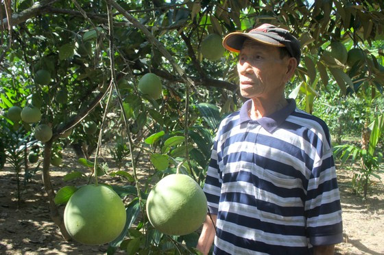 Cac nha vuon Quang Ngai thi nhau mac ao chong nang cho buoi da xanh-Hinh-7