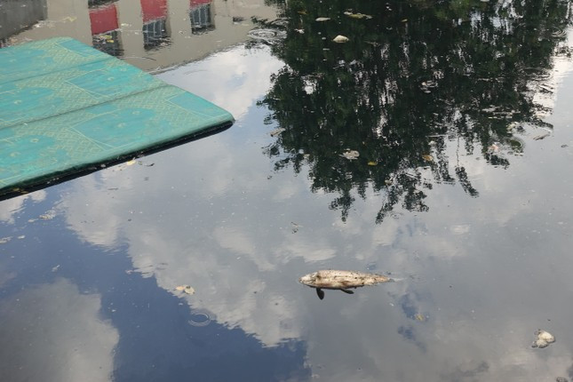 O nhiem tai xuat tren nhung con kenh vua duoc cai tao nghin ty o TPHCM-Hinh-3