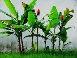  Việc đặt 2 cây chuối non trên bàn thờ tang khiến nhiều người tò mò vì sao các gia đình thường làm như vậy. Theo quan niệm dân gian, việc đặt 2 cây chuối có nghĩa lá rụng về cội (lá chuối khô không rời ra mà ôm lấy thân cây chuối). Thêm nữa, cây chuối non được cho là loài cây có khả năng hút tử khí từ người quá cố.