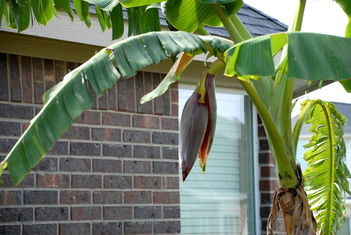 Vậy nên, trong đời sống tâm linh, người dân ở một số nơi sử dụng cả bẹ chuối, thân chuối làm biểu tượng các con thuyền, con đò để người chết "sang sông" về "bên kia thế giới". (Thông tin trong bài chỉ mang tính tham khảo).