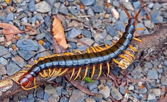 7 loai dong vat hoang da cuc doc thuong gap o nong thon-Hinh-4