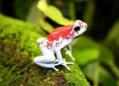 Tai sao moi nguoi lai nuoi ech phi tieu cuc doc nhu thu cung?-Hinh-2