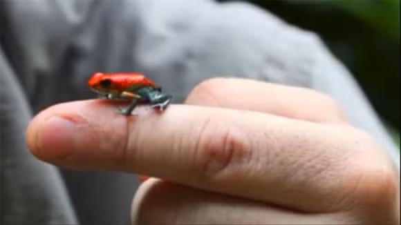 Tai sao moi nguoi lai nuoi ech phi tieu cuc doc nhu thu cung?-Hinh-8