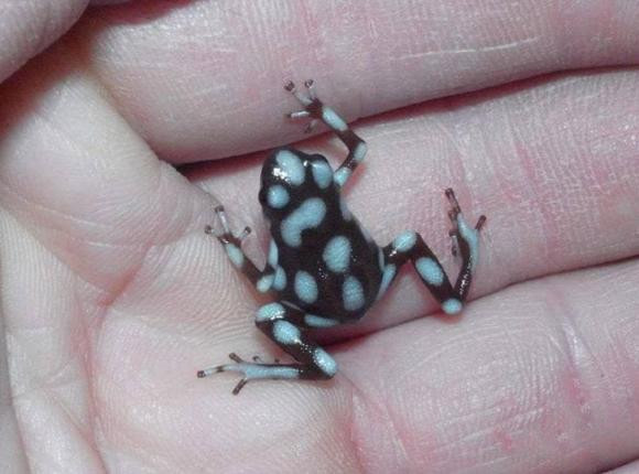 Tai sao moi nguoi lai nuoi ech phi tieu cuc doc nhu thu cung?-Hinh-7