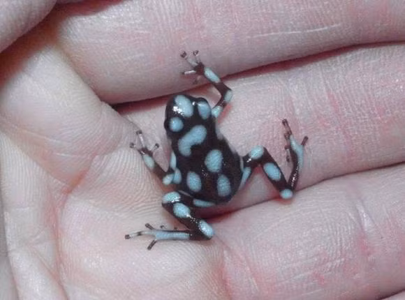 Tai sao moi nguoi lai nuoi ech phi tieu cuc doc nhu thu cung?-Hinh-7