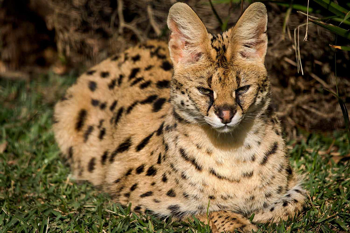 Đôi tai lớn với thính giác rất tốt cho phép chúng phát hiện con mồi ở khoảng cách xa hoặc đang trú ẩn trong lòng đất. Theo thống kê, tỷ lệ thành công của linh miêu đồng cỏ lên tới 50%, khá cao trong họ Mèo. Ảnh: People.com.