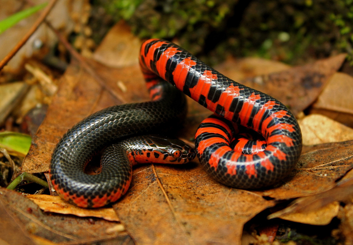 Rắn bùn (Farancia abacura) dài 2,1 mét, phân bố ở Bắc Mỹ. Loài rắn này săn các loài kì giông trơn nhẫy dưới nước bằng cách ngoạm chúng bằng các răng cực cong. Con cái cuộn tròn quanh trứng cho đến khi trứng nở.