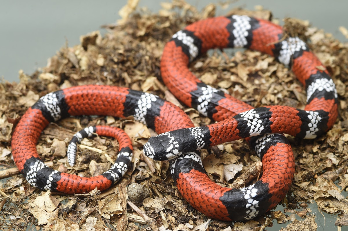 Rắn san hô giả (Erythrolamprus mimus) dài 65 cm, phân bố ở Nam Mỹ. Loài rắn vô hại này có màu sắc nổi bật, giống màu những con rắn san hô cực độc.