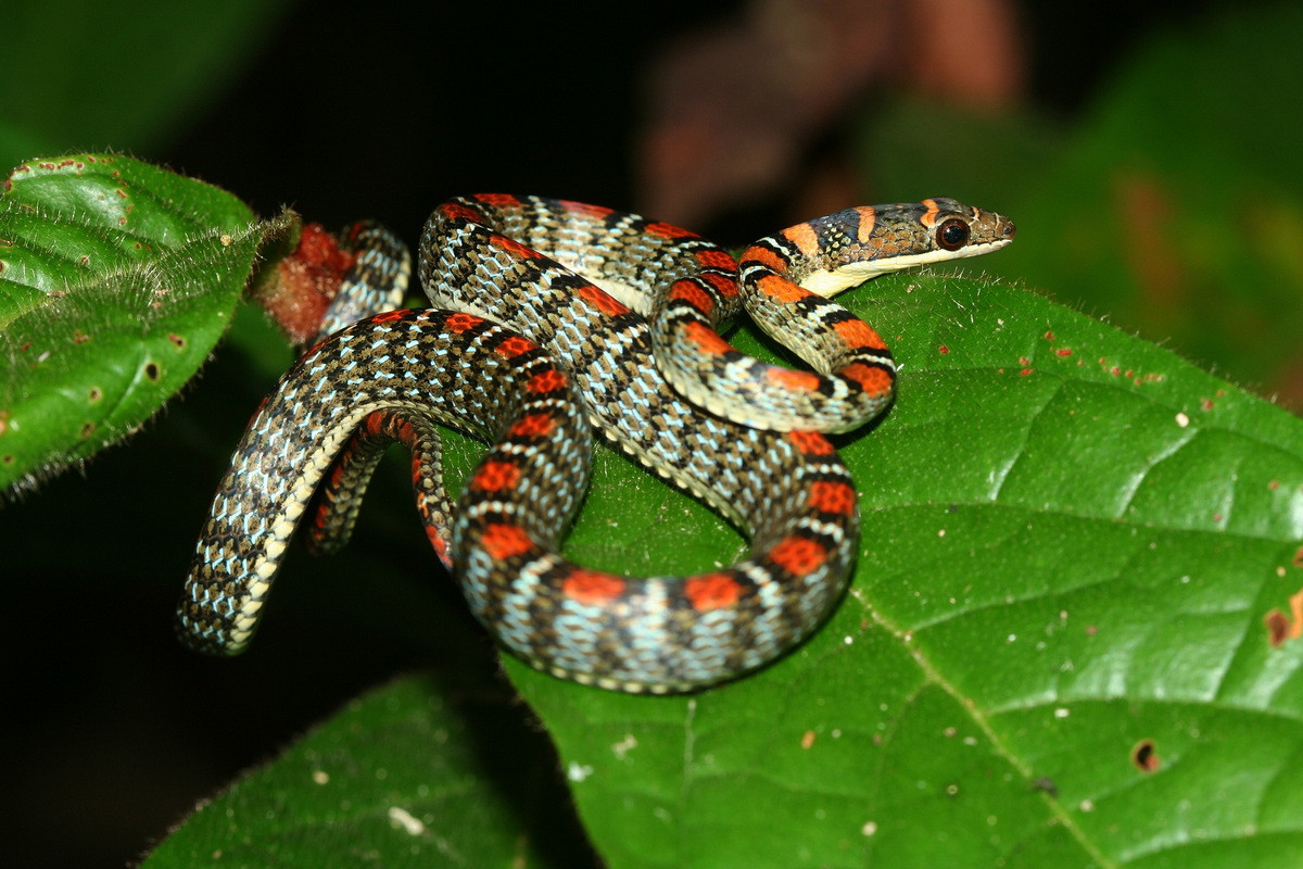 Rắn bay (Chrysopelea pelias) dài 1,2 mét, phân bố ở Nam Á. Loài rắn này có thể liệng từ cành cây cao bằng cách làm mặt dưới thân lõm xuống.