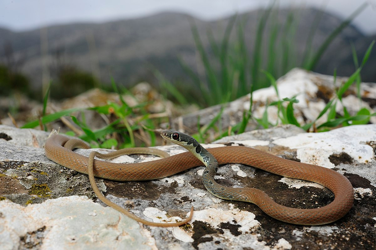 Rắn roi Dahl (Platyceps najadum) dài 1,4 mét, phân bố từ khu vực Bắc Địa Trung Hải đến Trung Á. Chúng sống trong các sinh cảnh khô hạn, nhiều đá, thường bắt thằn lằn nhỏ và châu chấu vào ban ngày.