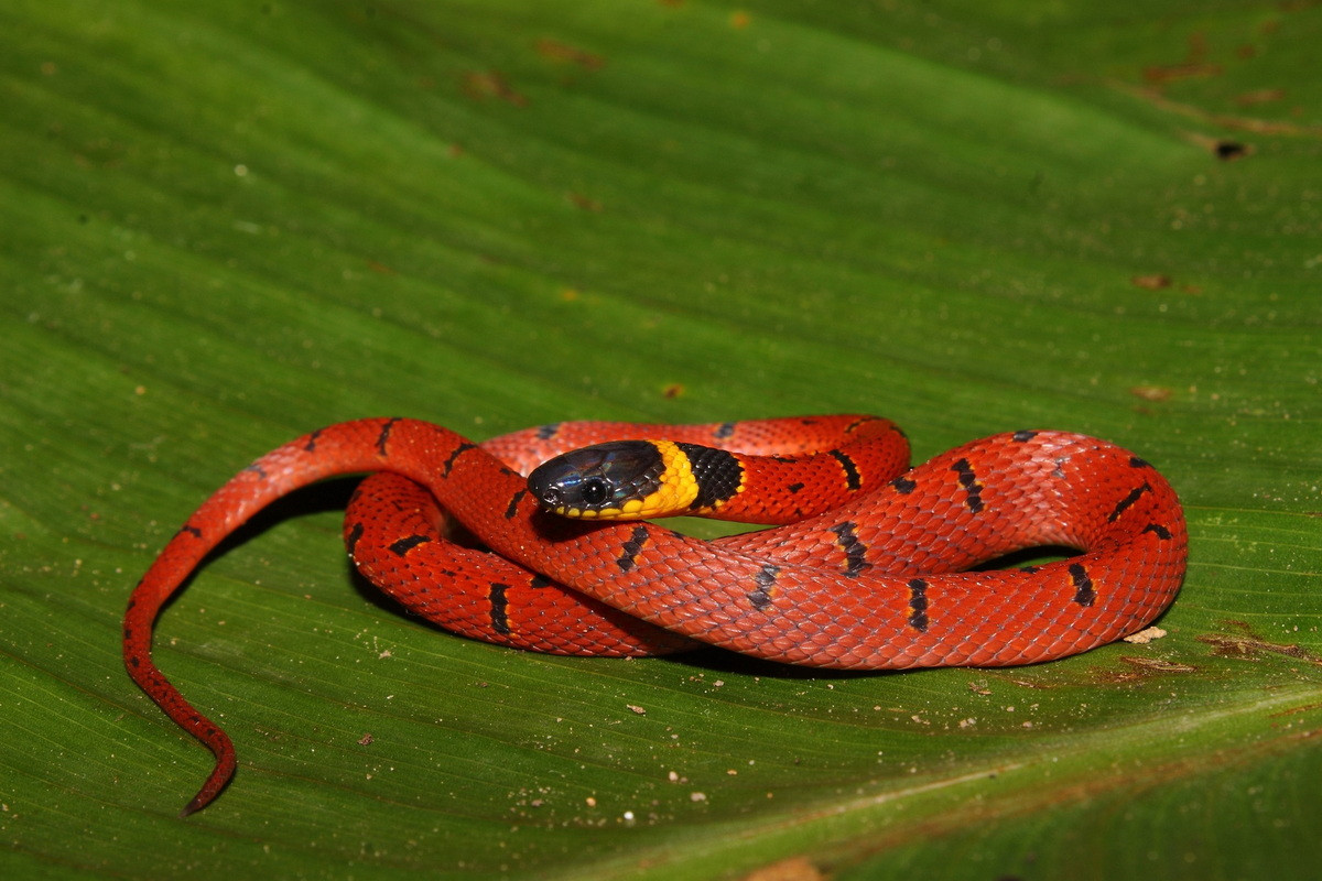 Rắn cà phê lưng đỏ (Ninia sebae) dài 40 cm, phân bố ở Trung Mỹ. Loài rắn vô hại này có khả năng phình to cổ như một hình thức đe dọa.