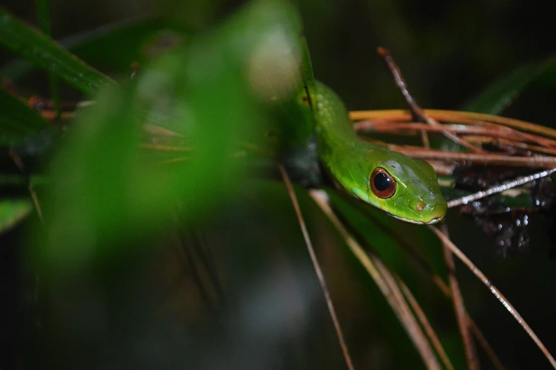 Rắn cao nguyên điểm xanh ngọc (Drymobius chloroticus) dài 1 mét, sống ở những khu rừng nhiệt đới Trung Mỹ. Loài rắn nhanh nhẹn này thường xuất hiện gần nguồn nước, nơi chúng săn ếch.