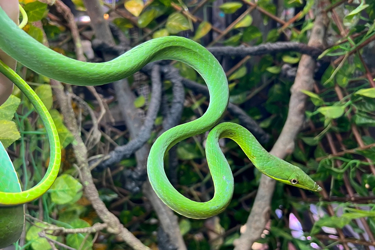 Rắn dây xanh (Oxybelis fulgidus) dài 2 mét, sống trên cây trong những khu rừng mưa Trung và Nam Mỹ. Loài rắn mảnh khảnh này giữ con mồi trên không cho đến khi nọc độc làm nạn nhân bất động.