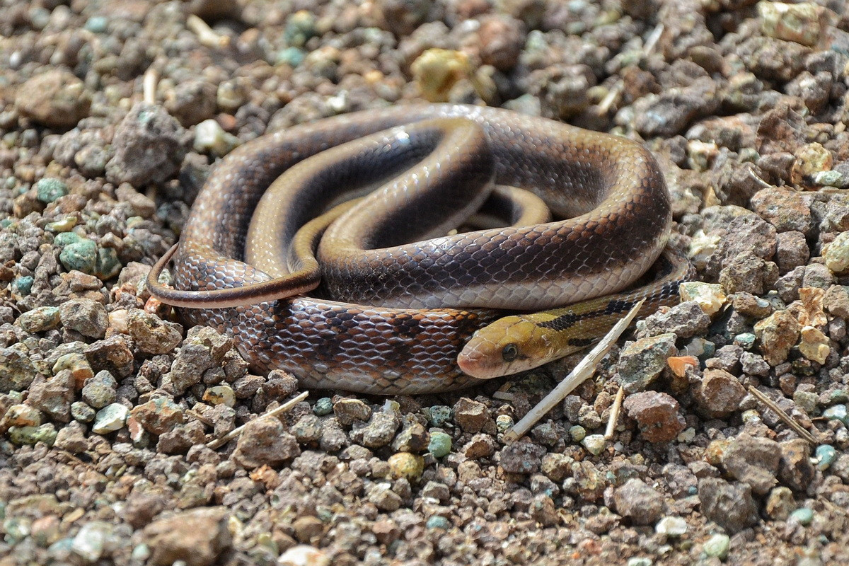 Rắn sọc hoa Ấn Độ (Coelognathus helena) dài 1,4 mét, là loài rắn bản địa của Ấn Độ. Loài này săn các loài thú nhỏ, thường vào ban đêm. Chúng có thể bành cổ và vươn cao để dọa kẻ thù.