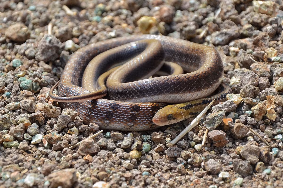 Rắn sọc hoa Ấn Độ (Coelognathus helena) dài 1,4 mét, là loài rắn bản địa của Ấn Độ. Loài này săn các loài thú nhỏ, thường vào ban đêm. Chúng có thể bành cổ và vươn cao để dọa kẻ thù.