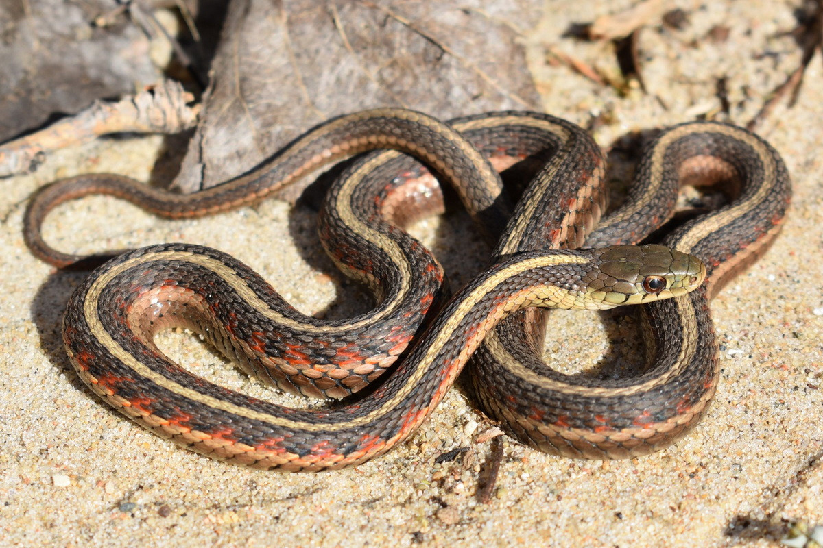 Rắn sọc dài (Thamnophis sirtalis) dài 1,3 mét, phân bố ở Bắc Mỹ. Loài rắn này hoạt động ban ngày, săn các động vật có xương sống trong nhiều sinh cảnh khác nhau. Ở Manitoba (Canada), chúng tập trung với số lượng lớn để giao phối sau kỳ ngủ đông.