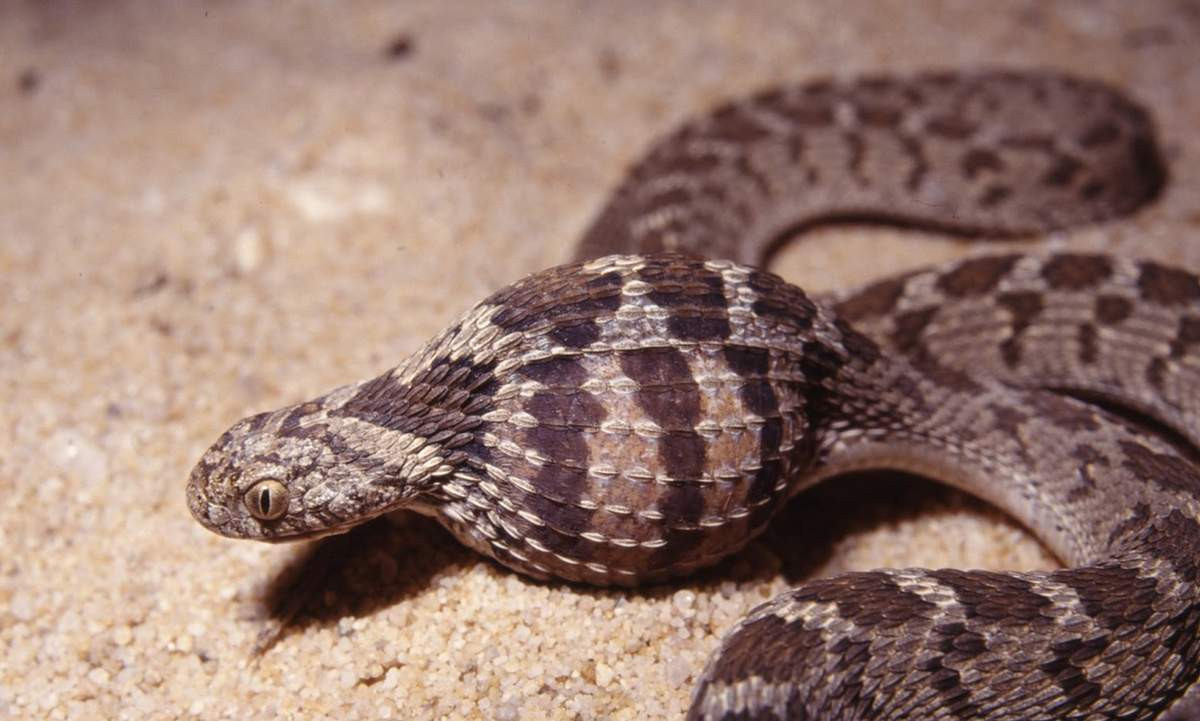 Rắn ăn trứng châu Phi (Dasypeltis scabra) dài 1,2 mét, phân bố rộng ở châu Phi hạ Sahara. Chỉ chuyên ăn trứng, loài rắn này đánh chén thỏa thích vào mùa chim làm tổ, sau đó sẽ nhịn ăn suốt thời gian còn lại trong năm.