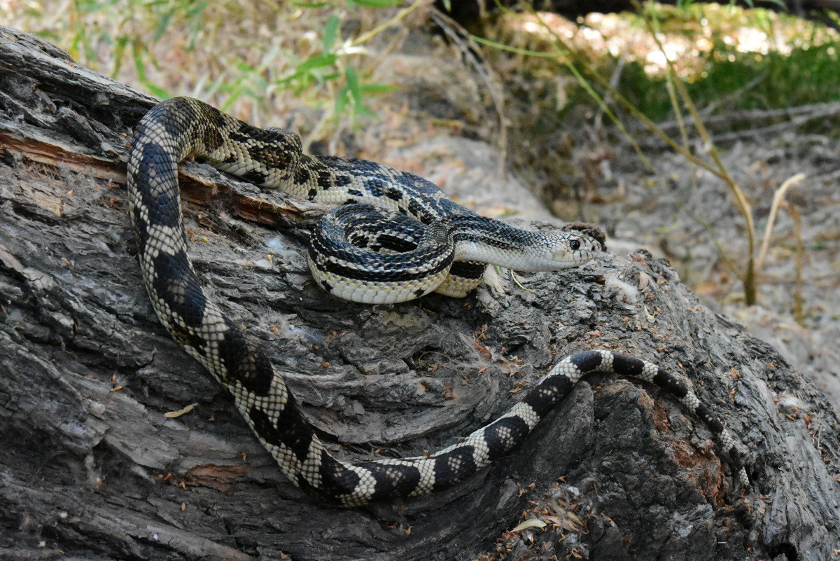 Rắn thông (Pituophis melanoleucus) dài 2,8 mét, sống trong các khu rừng lá kim Bắc Mỹ. Khi bị đe dọa, loài rắn lớn và khỏe này sẽ phun ra chất thải hôi thối từ lỗ huyệt của nó.