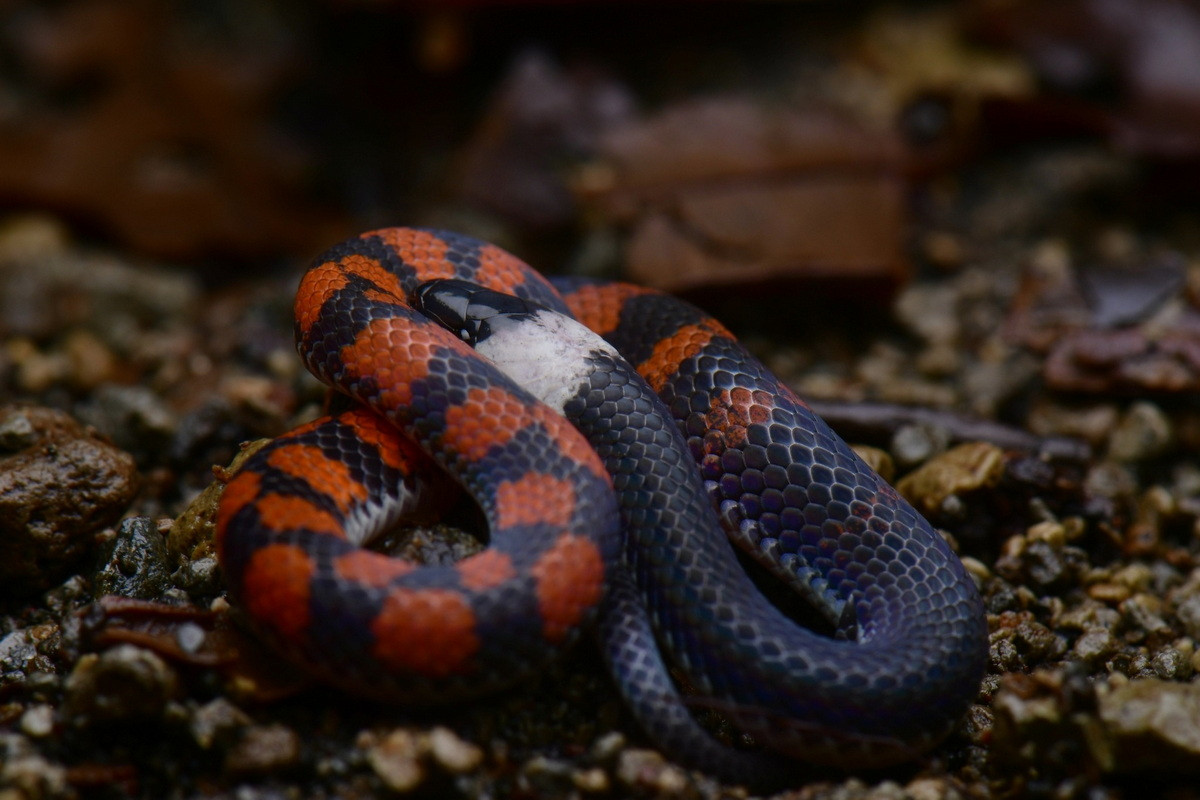 Rắn đất xám (Geophis brachycephalus) dài 46 cm, được ghi nhận ở Trung Mỹ. Loài rắn nhỏ này sống trên cạn, hoạt động về đêm. Thức ăn chủ yếu của chúng là giun đất và các ấu trùng mềm.
