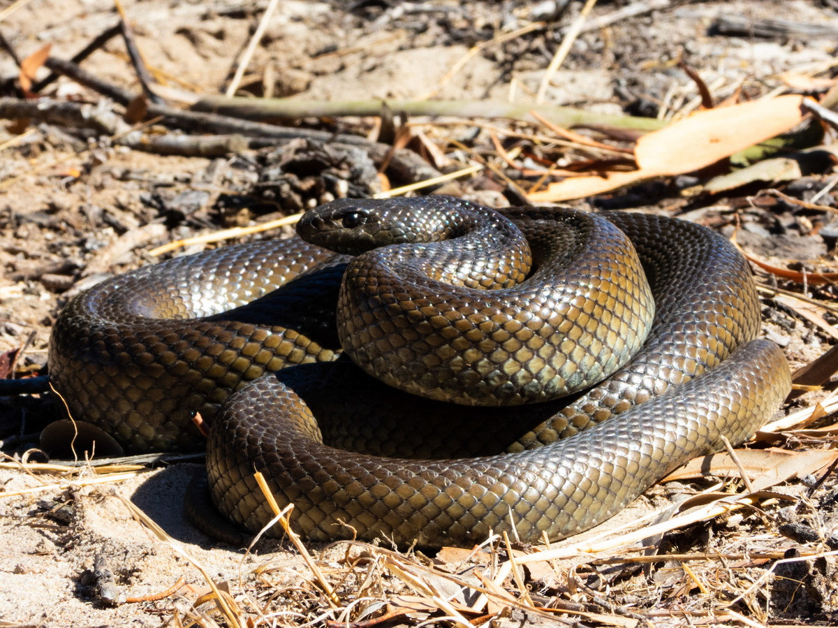 Rắn chuột chũi (Pseudaspis cana) dài 2,1 mét, phân bố ở phía Nam châu Phi. Loài rắn vô hại này sống trong hang dưới lòng đất. Chúng ăn chuột chũi và những con thú nhỏ khác sau khi siết chết con mồi.