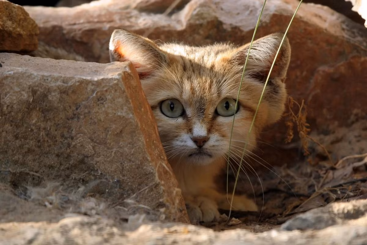 Con mồi chính của mèo cát là các loài gặm nhấm, ngoài ra còn có thằn lằn, rắn, chim và côn trùng. Lượng nước trong cơ thể con mồi được tận dụng triệt để vì vậy mèo cát có thể không 8 cần uống nước mà vẫn sống trong nhiều tháng. Ảnh: Smithsonian Magazine.