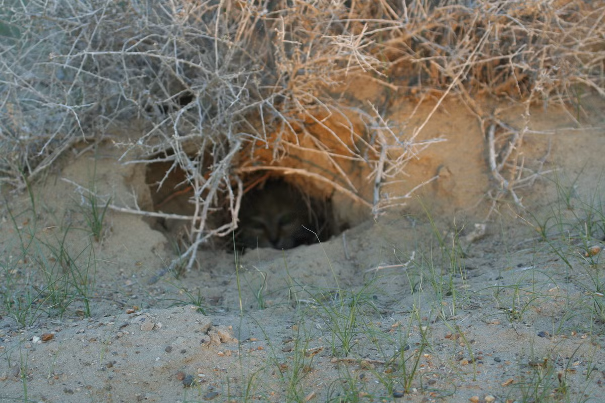 "Nhà" của mèo cát là các hang đào sẵn, thường là hang của các con cáo, nhím các loài gặm nhấm bỏ lại. Chúng có thể sẽ đào rộng thêm để có một chiếc hang tương đối thẳng và có một lối ra vào với chiều dài có thể lên tới 3 mét. Ảnh: Encyclopedia of Life.