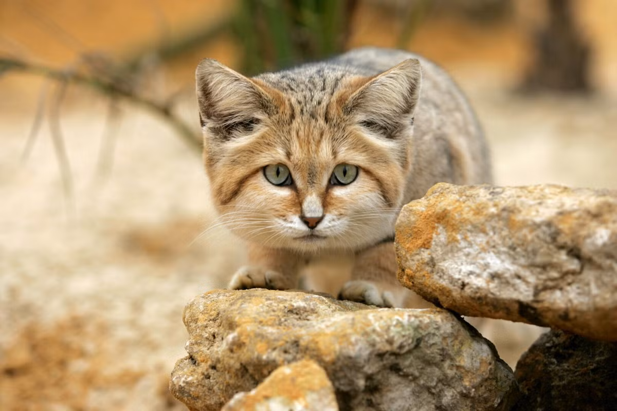 Về ngoại hình, chúng có kích thước khá nhỏ, cơ thể trông bè bè với chân ngắn, đuôi dài. Đầu và thân mèo cát dài 39-57 cm, đuôi dài 23-31 cm, nặng 1,4-3,4 kg. Đầu của chúng rất rộng 4 với tai to bất thường so với các loài khác trong họ Mèo. Ảnh: Cattitude Daily.