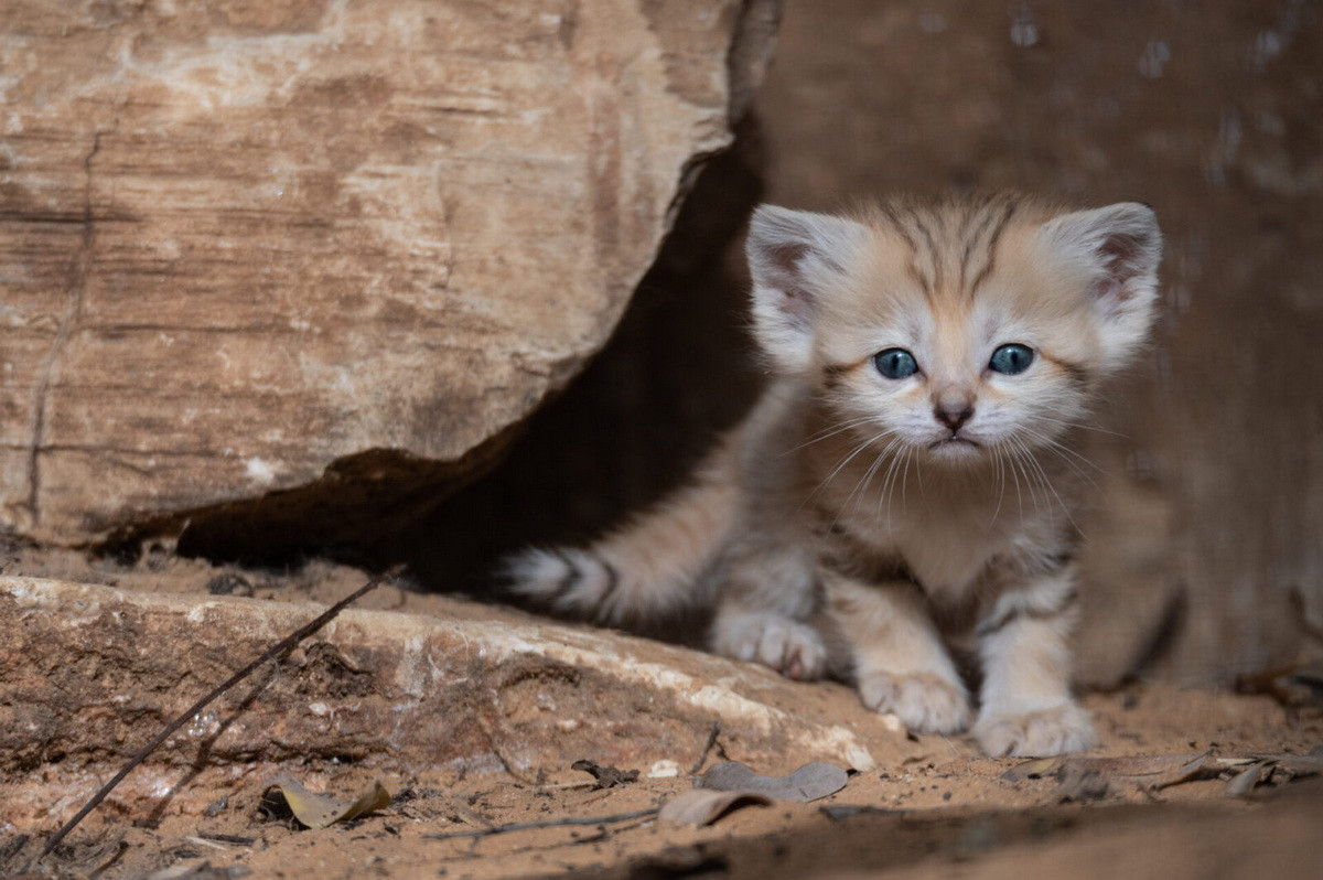 Là loài sống đơn độc, mèo cát chỉ tụ họp thành nhóm vào mùa giao phối. Trung bình mèo cát cái chỉ đẻ mỗi năm một lứa vào khoảng từ tháng 5 đến tháng 6, mỗi lứa khoảng ba con và thai 10 kỳ kéo dài 59-66 ngày. Ảnh: ISRAEL21c.