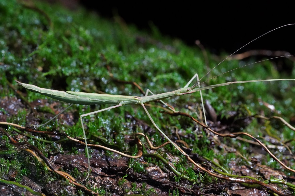  6. Giả chết. Khi bị đe dọa và các phương thức tự vệ trên không có hiệu quả, bọ que có thể đột ngột buông mình rơi xuống từ nơi đang bám và bất động như xác chết. Chiến lược giả chết này rất hiệu quả trước những loài ưa con mồi sống như chim và chuột.