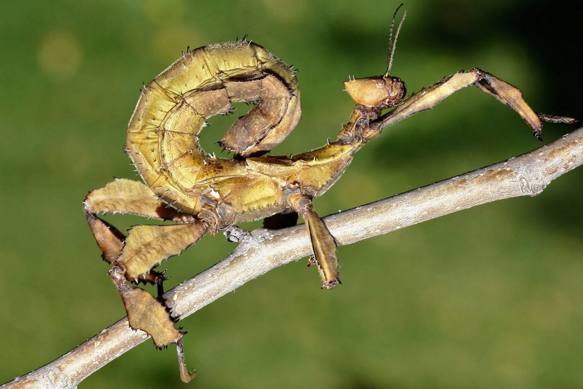  10. Tự ăn xác mình. Sau mỗi lần lột xác, bọ que sẽ căn cái xác vừa lột của chính mình. Điều này vừa giúp chúng bổ sung protein, vừa xóa dấu vết có thể khiến chúng bị phát hiện bởi kẻ thù.