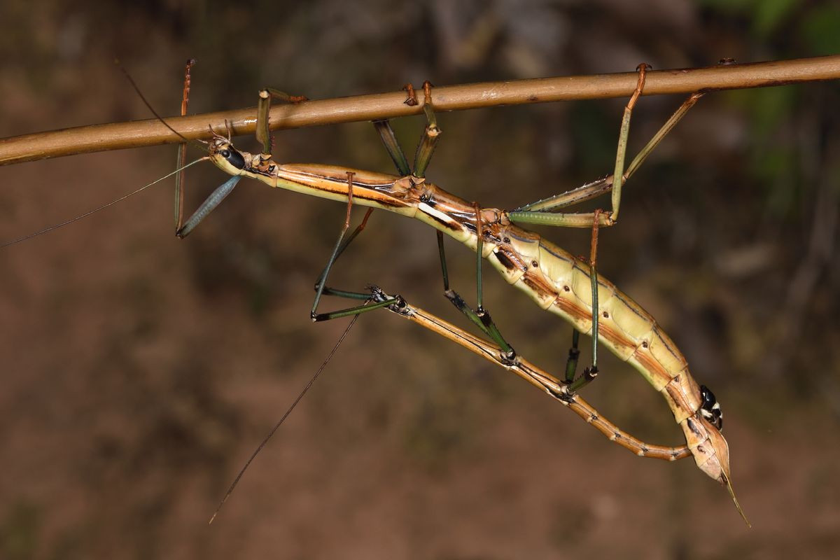 7. Sinh sản không cần con đực. Nhờ khả năng sinh sản đơn tính, những con bọ que cái có thể đẻ hàng trăm trứng mà không cần đến con đực. Tất cả bọ que non nở ra sẽ là bọ cái. Trên thực tế, có nhiều loài bọ que mà các nhà khoa học chưa bao giờ tìm thấy bất kỳ con đực nào.