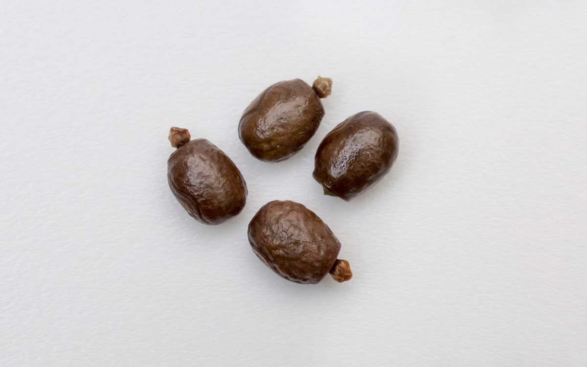  8. Trứng giống hạt cây. Bọ que mẹ thường thả trứng ngẫu nhiên trên nền rừng. Do những quả trứng này rất giống hạt cây, cùng với việc rải rác khắp nơi, nguy cơ bị kẻ ăn thịt xơi tái sẽ được giảm thiểu.