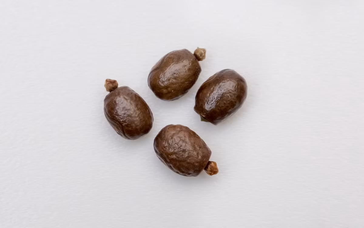  8. Trứng giống hạt cây. Bọ que mẹ thường thả trứng ngẫu nhiên trên nền rừng. Do những quả trứng này rất giống hạt cây, cùng với việc rải rác khắp nơi, nguy cơ bị kẻ ăn thịt xơi tái sẽ được giảm thiểu.