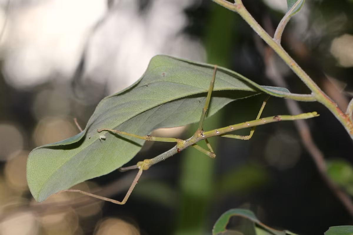  2. Khả năng biến đổi màu sắc. Một số loài bọ que có thể thay đổi màu sắc, giống như tắc kè hoa, tùy thuộc vào môi trường sống. Dạng thường gặp là màu nâu - giống cành cây khô - và màu xanh - giống cành lá còn tươi.