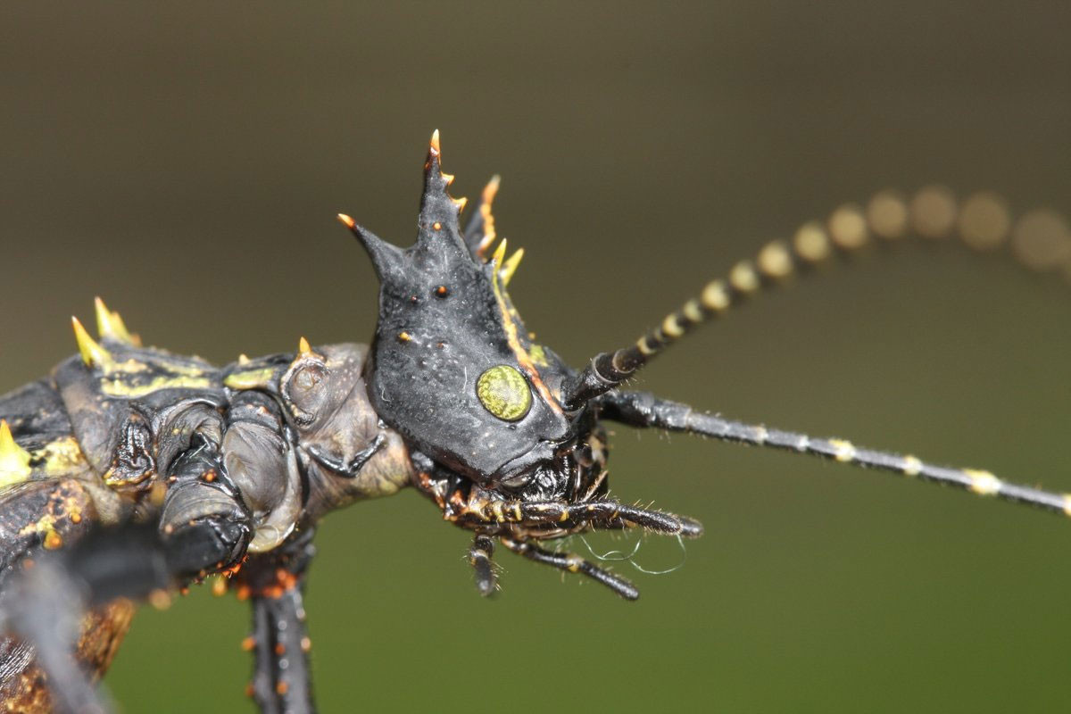  5. Tự vệ bằng mùi hôi và gai nhọn. Không chỉ tự vệ bằng cách ngụy trang hoặc rụng chân, nhiều loài bọ que còn dùng mùi hôi để xua đuổi kẻ thù. Chúng sẽ nôn ra một chất có mùi khó chịu hoặc chảy ra máu có mùi hôi từ các khớp trên cơ thể. Một số loài thì có gai tua tủa khiến kẻ săn mồi không nuốt nổi.