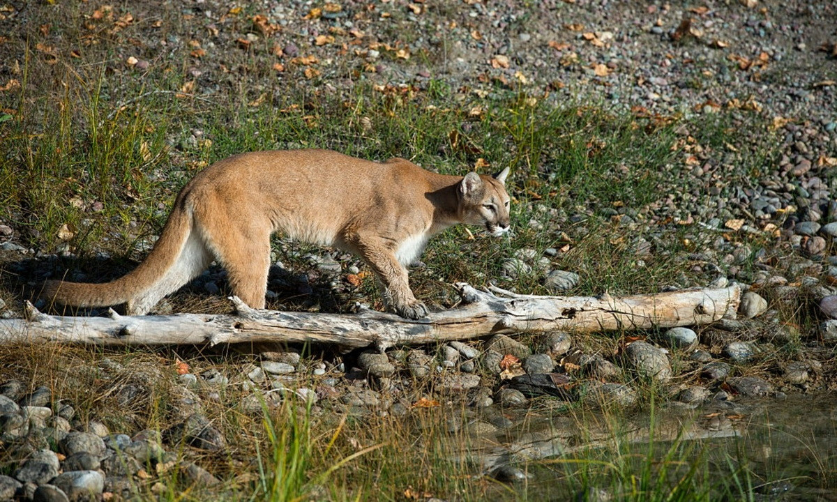 Có khả năng thích nghi cao, báo sư tử có thể xuất hiện ở hầu hết các loại môi trường sống của châu Mỹ. Nhìn chung, chúng ưa thích môi trường sống có nhiều bụi rậm hoặc đá lởm chởm để thuận tiện cho việc rình rập con mồi, nhưng cũng có thể sống ở các khu vực mở. Ảnh: Outsider.