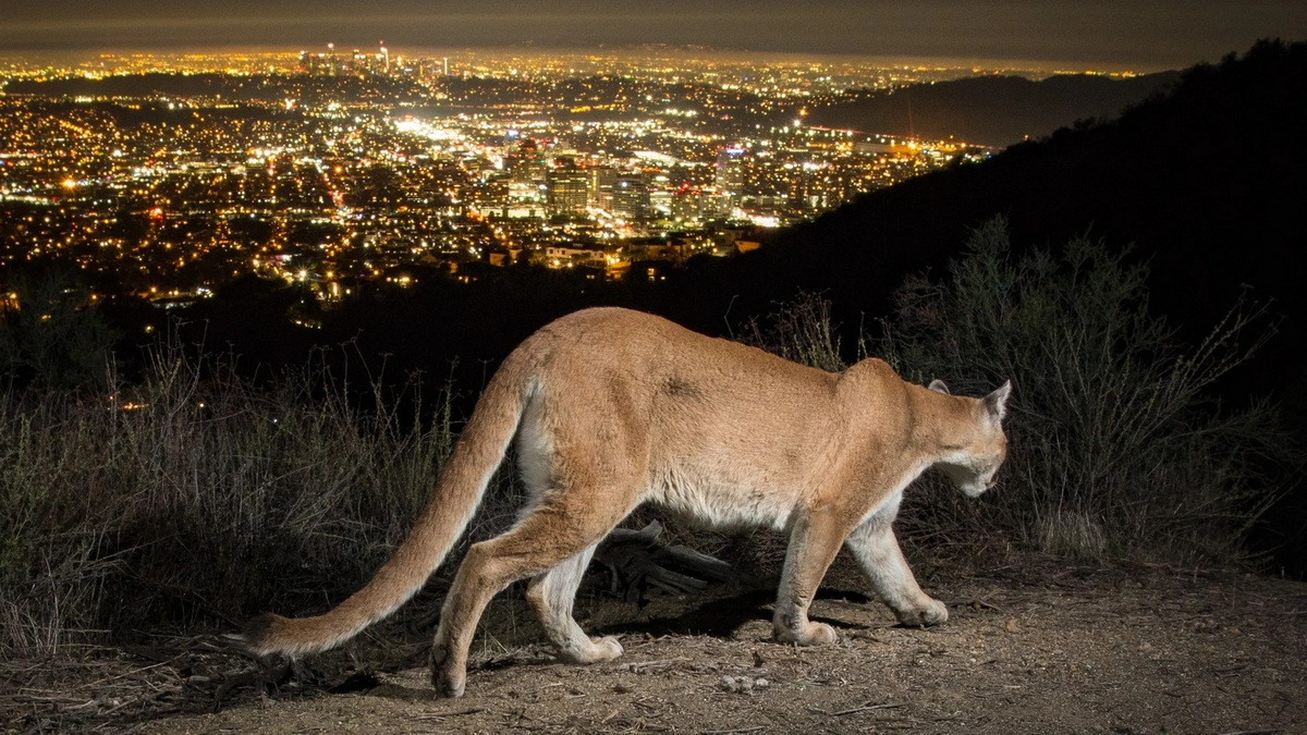 Những con mèo khổng lồ này sống ẩn dật và thường tránh con người. Các cuộc tấn công gây tử vong cho con người của báo sư tử trước kia rất hiếm, nhưng gần đây đang gia tăng ở Bắc Mỹ, chủ yếu do sự xâm lấn của con người vào địa bàn sinh sống của chúng. Cougarconservancy.org.