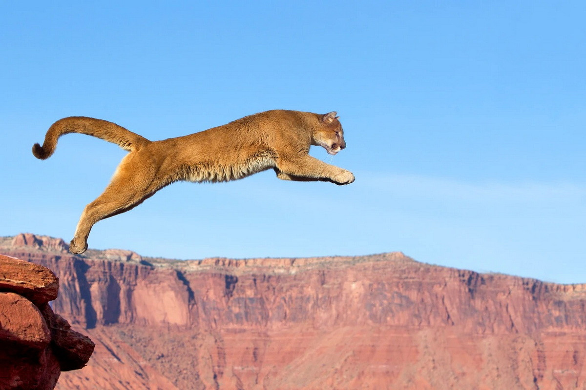 Loài mèo nâu này chủ yếu hoạt động về đêm và lúc chạng vạng, mặc dù chúng cũng được nhìn thấy vào ban ngày. Giống các họ hàng trong họ nhà Mèo, báo sư tử là một kẻ săn mồi theo kiểu mai phục, nhắm đến nhiều loại con mồi khác nhau. Ảnh: Sylvain Cordier/Getty.