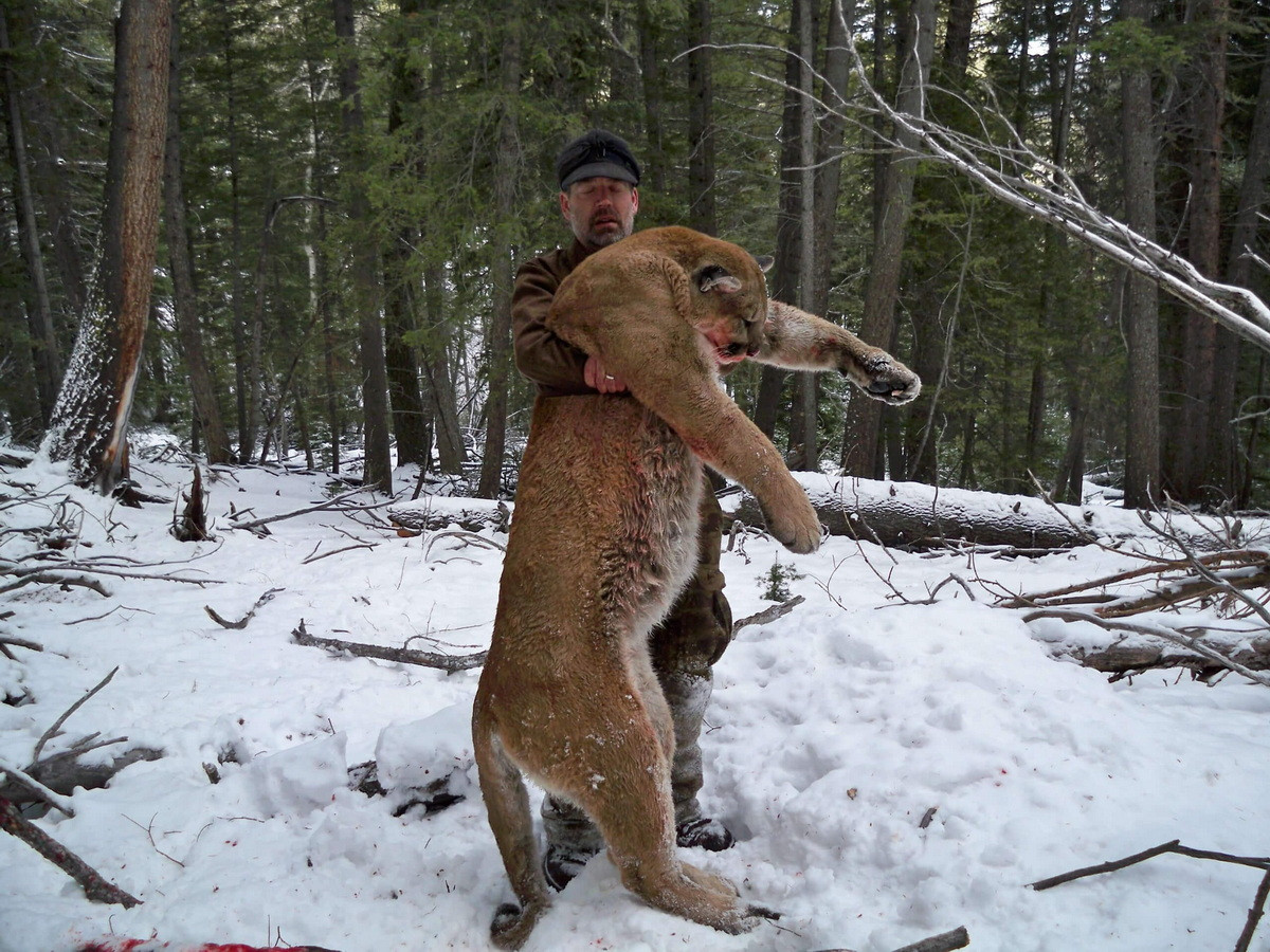 Trong Sách đỏ của IUCN, báo sư tử nằm trong danh sách các loài Ít quan tâm. Chúng là đối tượng được săn bắn theo giấy phép tại các khu vực có số lượng dồi dào ở Canada, Mexico, Peru và Mỹ. Ảnh: Worldwide Trophy Adventures.