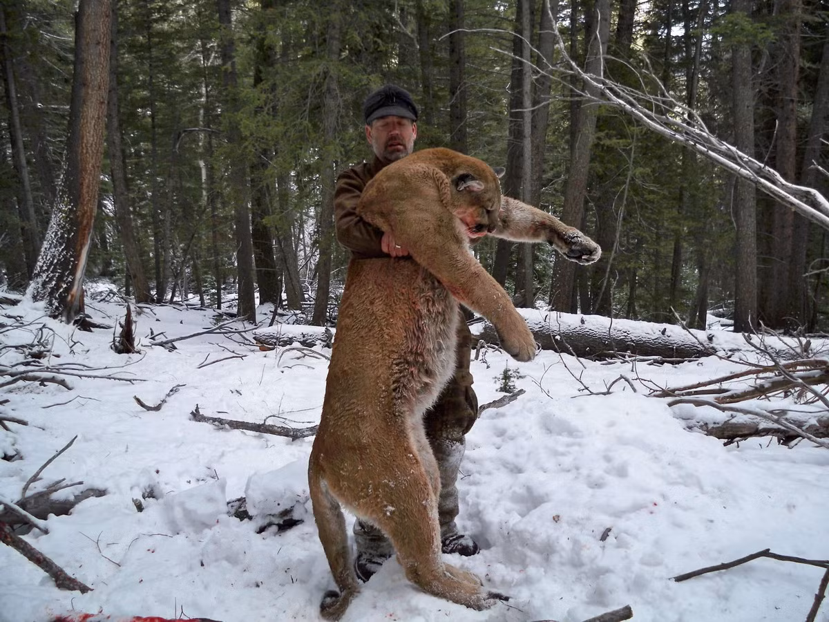 Trong Sách đỏ của IUCN, báo sư tử nằm trong danh sách các loài Ít quan tâm. Chúng là đối tượng được săn bắn theo giấy phép tại các khu vực có số lượng dồi dào ở Canada, Mexico, Peru và Mỹ. Ảnh: Worldwide Trophy Adventures.