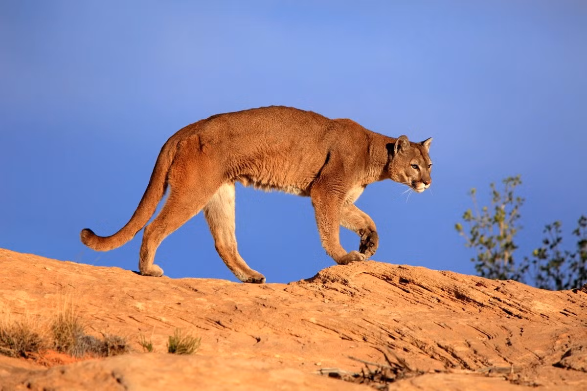 Phân bố từ vùng Yukon ở Canada đến miền Nam dày núi Andes ở Nam Mỹ, báo sư tử (Puma concolor) là loài mèo hoang dã lớn thứ hai ở châu Mỹ, chỉ đứng sau báo đốm châu Mỹ. Ảnh: J &amp; C Sohns/Getty.