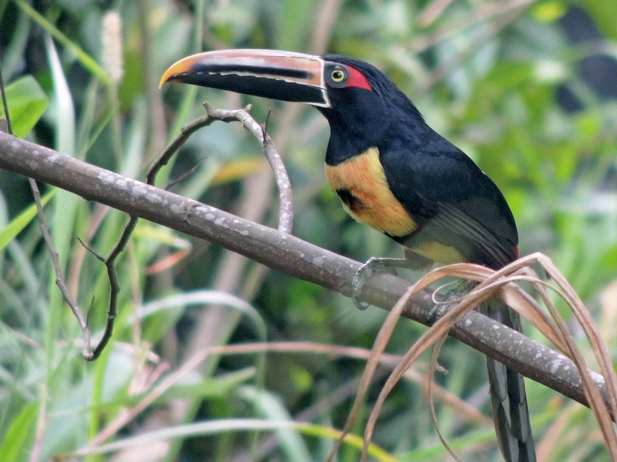 Aracari bụng xanh (Pteroglossus torquatus) dài 41 cm, sống trong các khu rừng ẩm từ Nam Mexico đến miền Bắc Nam Mỹ. Đây là loài phân bố xa nhất về phía Bắc trong các loài chim aracari.