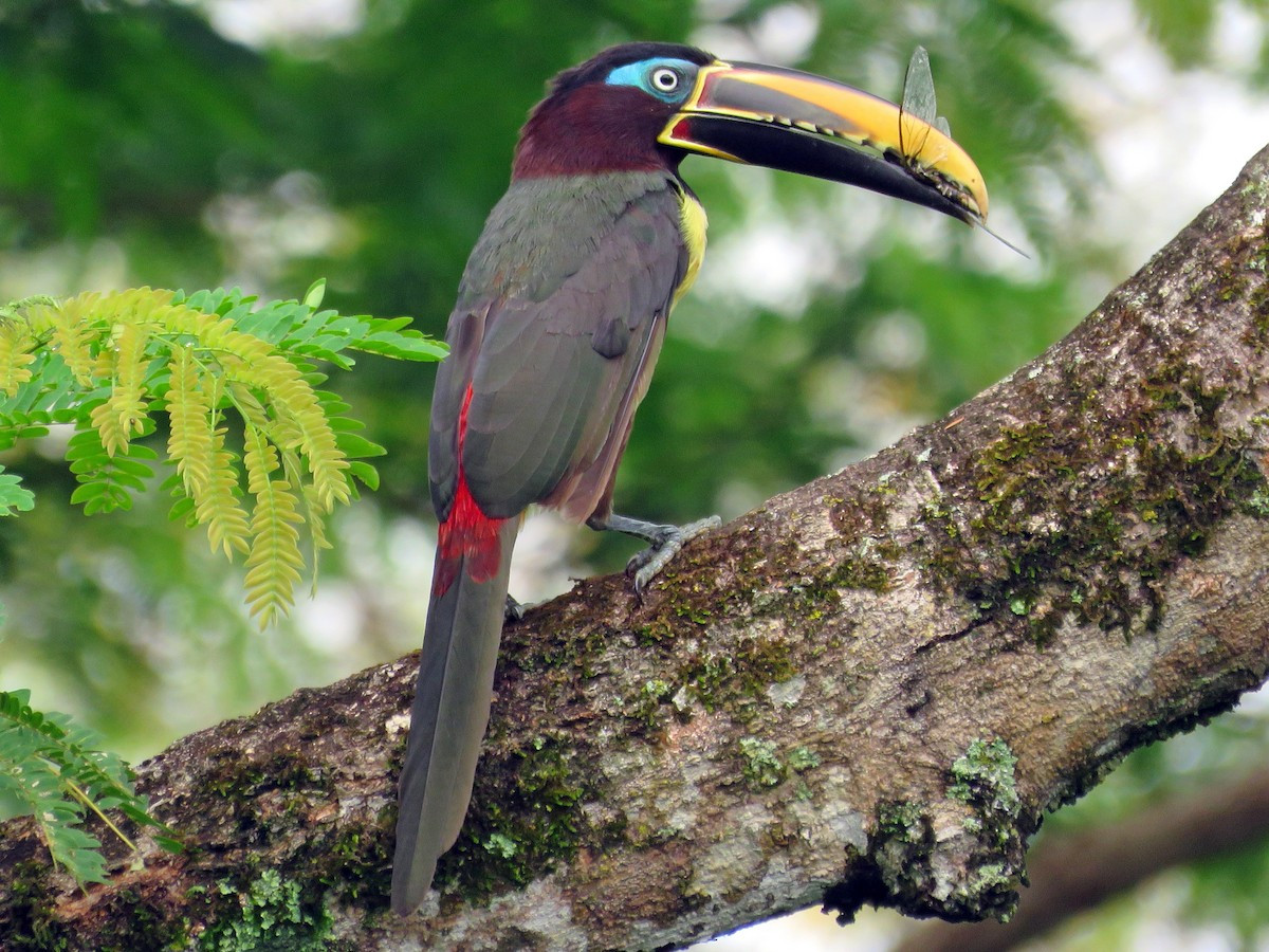Aracari tai xám (Pteroglossus castanotis) dài 37 cm, cư trú ở Tây Bắc Nam Mỹ. Aracari là tên gọi có nguồn gốc bản địa cho một nhóm chim tu căng sống bầy đàn, có đuôi dài, lông ở phao câu màu đỏ.