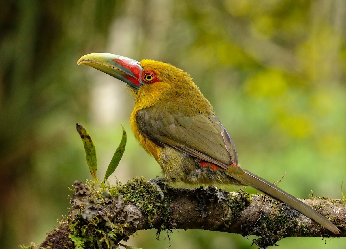 Tu căng vàng nghệ (Baillonius bailloni) dài 35-40 cm, phân bố ở Đông Nam Brazil. Loài tu căng này có bộ lông màu vàng xanh dễ nhận biết. Chúng có quan hệ họ hàng gần gũi với các loài chim aracari.