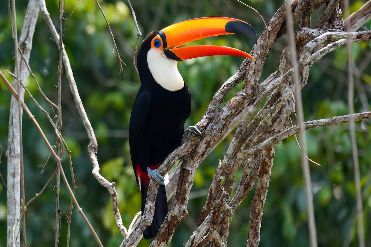 Tu căng lớn (Ramphastos toco) dài 55-65 cm, phân bố ở miền Bắc của nam Mỹ. Loài chim tu căng lớn nhất này ưa sinh cảnh rừng thưa, khác với các loài họ hàng sống trong những cánh rừng rậm rạp.