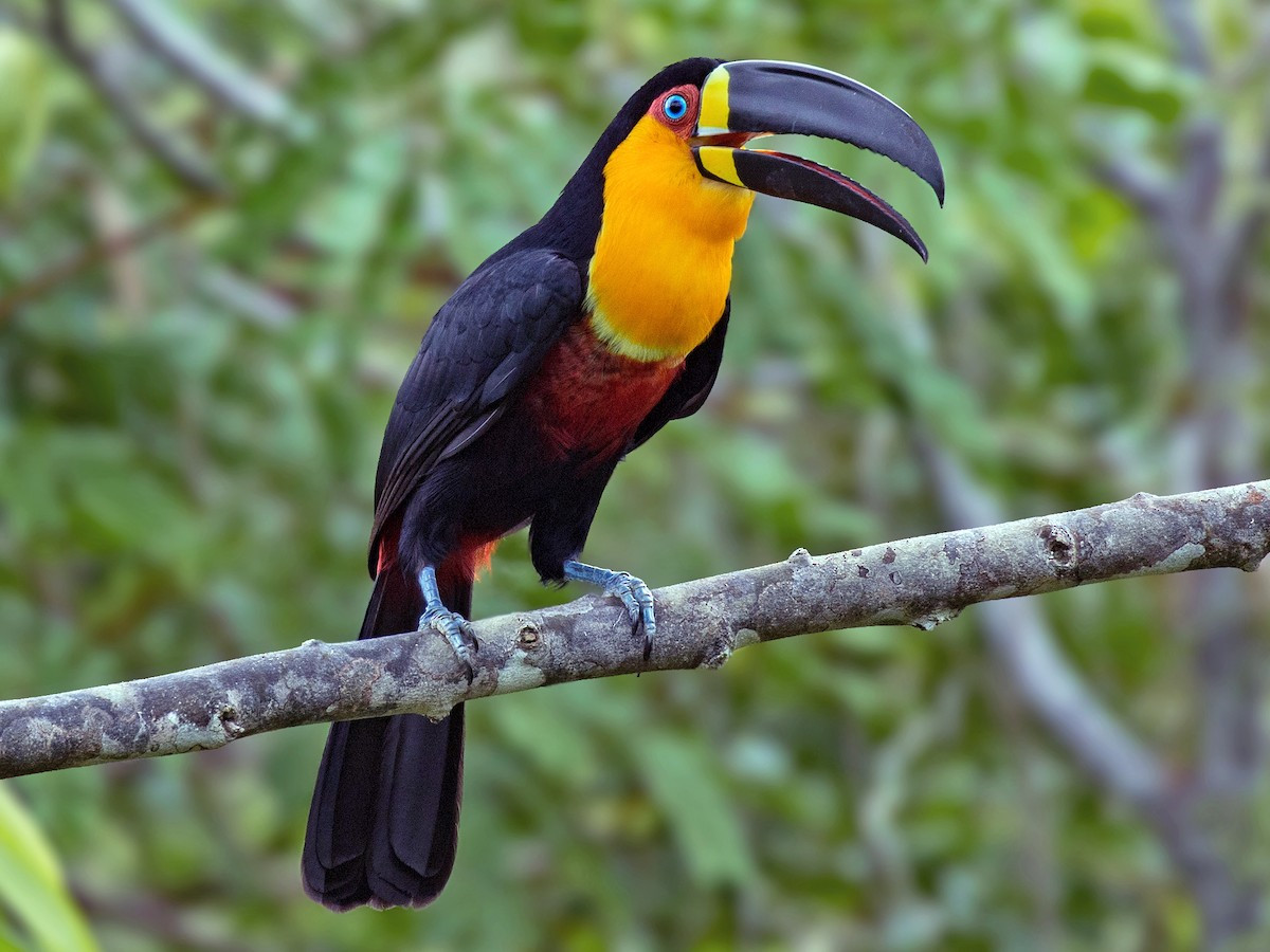 Tu căng mỏ ống (Ramphastos vitellinus) dài 48 cm, được ghi nhận ở hải đảo Caribbean và phía Bắc của Nam Mỹ. Loài chim này có nhiều nòi với màu lông ngực khác nhau.