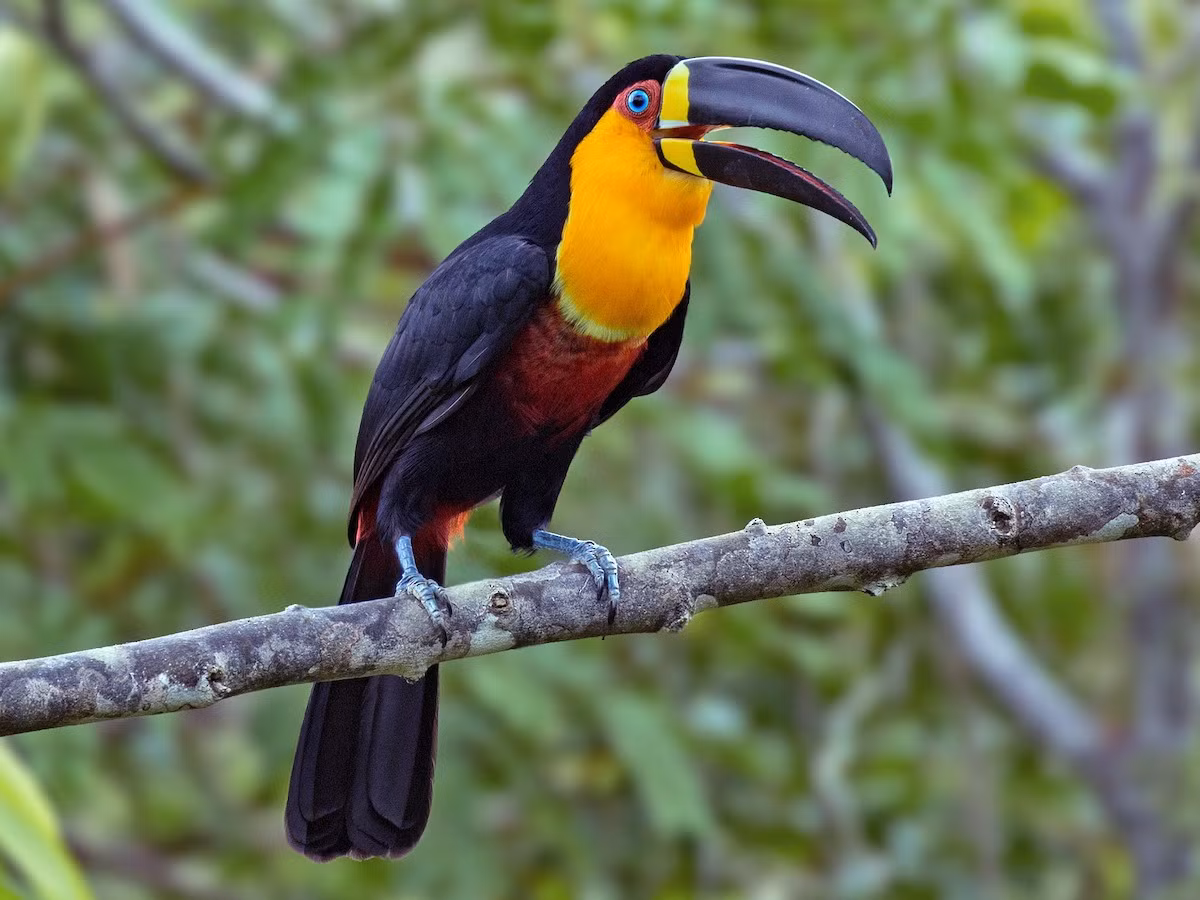 Tu căng mỏ ống (Ramphastos vitellinus) dài 48 cm, được ghi nhận ở hải đảo Caribbean và phía Bắc của Nam Mỹ. Loài chim này có nhiều nòi với màu lông ngực khác nhau.