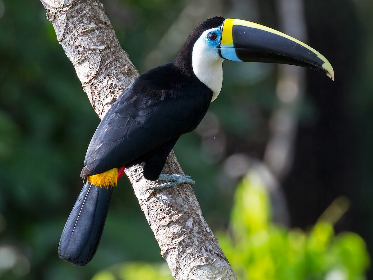 Tu căng họng trắng (Ramphastos tucanus) dài 53-60 cm, phân bố ở miền Bắc của Nam Mỹ. Giống các loài chim tu căng khác sống cùng khu vực, chúng sinh sản trong các hốc cây, thường tận dụng tổ chim gõ kiến bỏ hoang làm nơi trú ngụ. Ảnh: Ảnh: eBird.